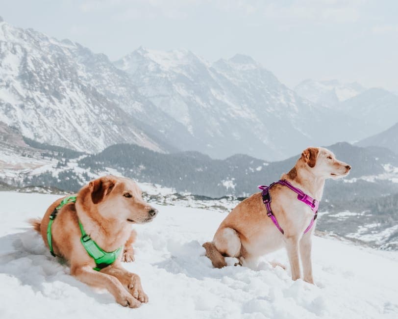 Adjustable No-Pull Pet Harness