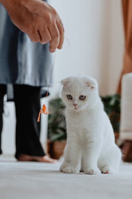 Interactive Cat Treat Puzzle