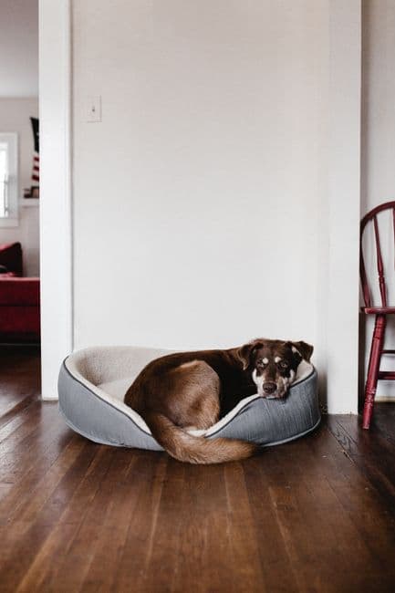 Orthopedic Memory Foam Dog Bed